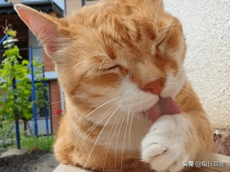 经常舔毛的猫咪容易得毛球症做好预防很重要