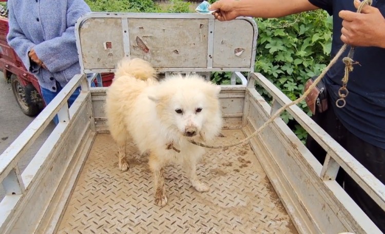 河南：大妈含泪收钱银狐犬还是上狗肉车狗贩：带过来都别可惜