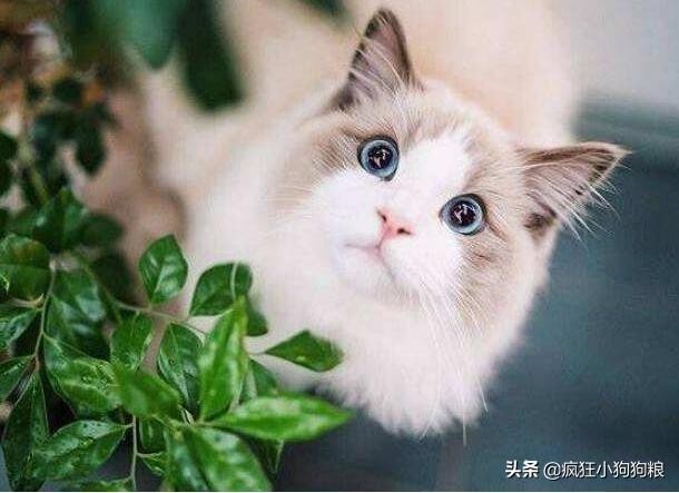 宠物猫的寿命排行榜你家猫咪寿命多长你知道吗