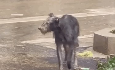 郑州暴雨过后我在街上看到一只迷路的狗