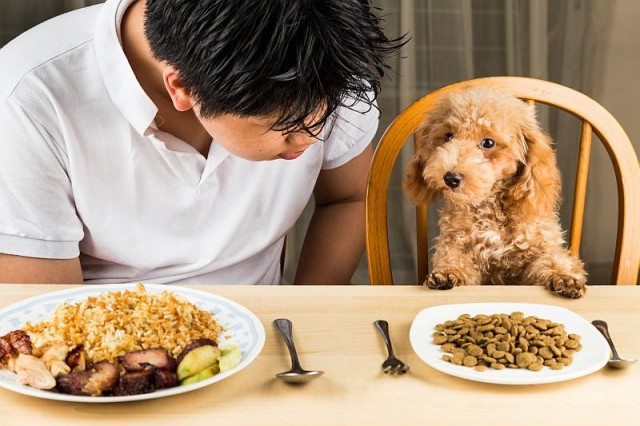 要不要给狗狗尝试人类的食物？这五种食物都可以考虑给狗，对狗有好处