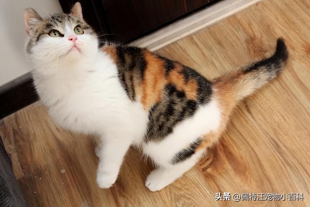 愚蠢的猫和聪明的猫的区别，这三个方面很明显