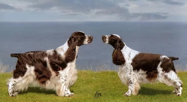 英国跳猎犬：从灭绝到重生的逆袭传奇！