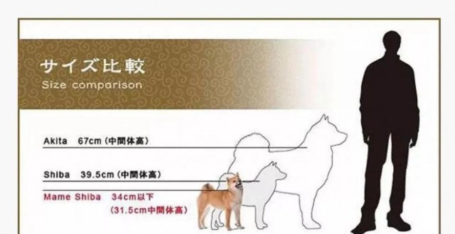 豆柴是柴犬的一种吗两者有什么区别豆柴价格高吗