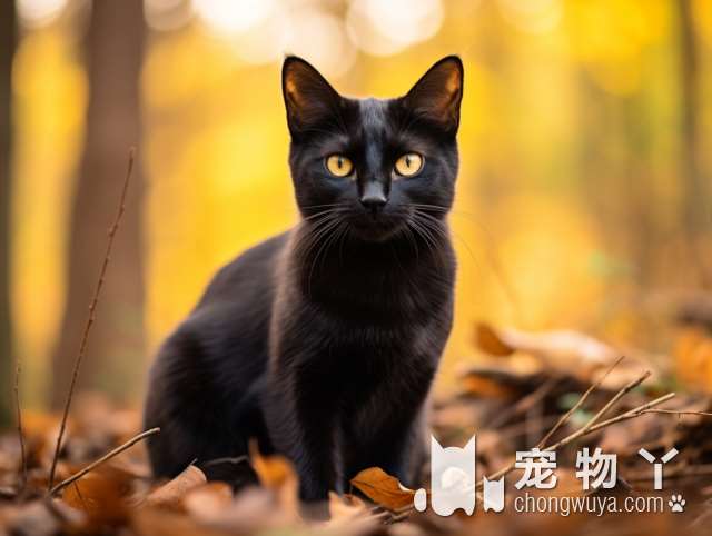 后海汇米乐乖乖猫咖有多少可爱的猫咪?